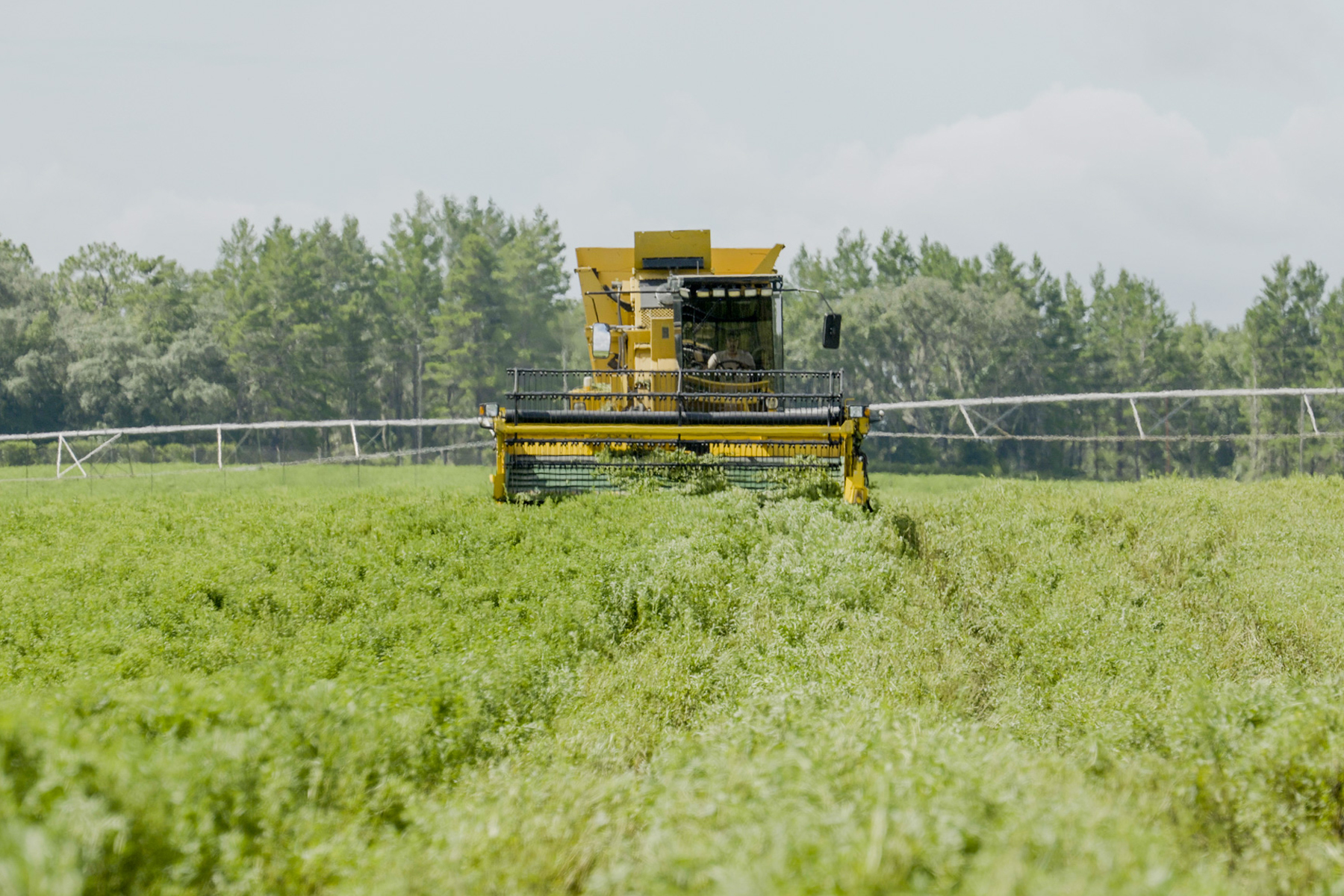 Harvest at Splenda Stevia Farms