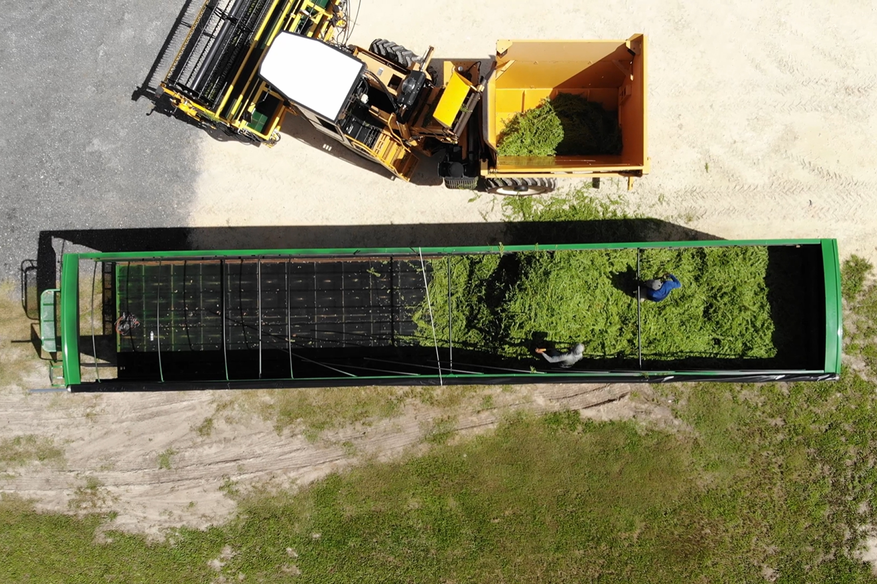 Harvesting stevia
