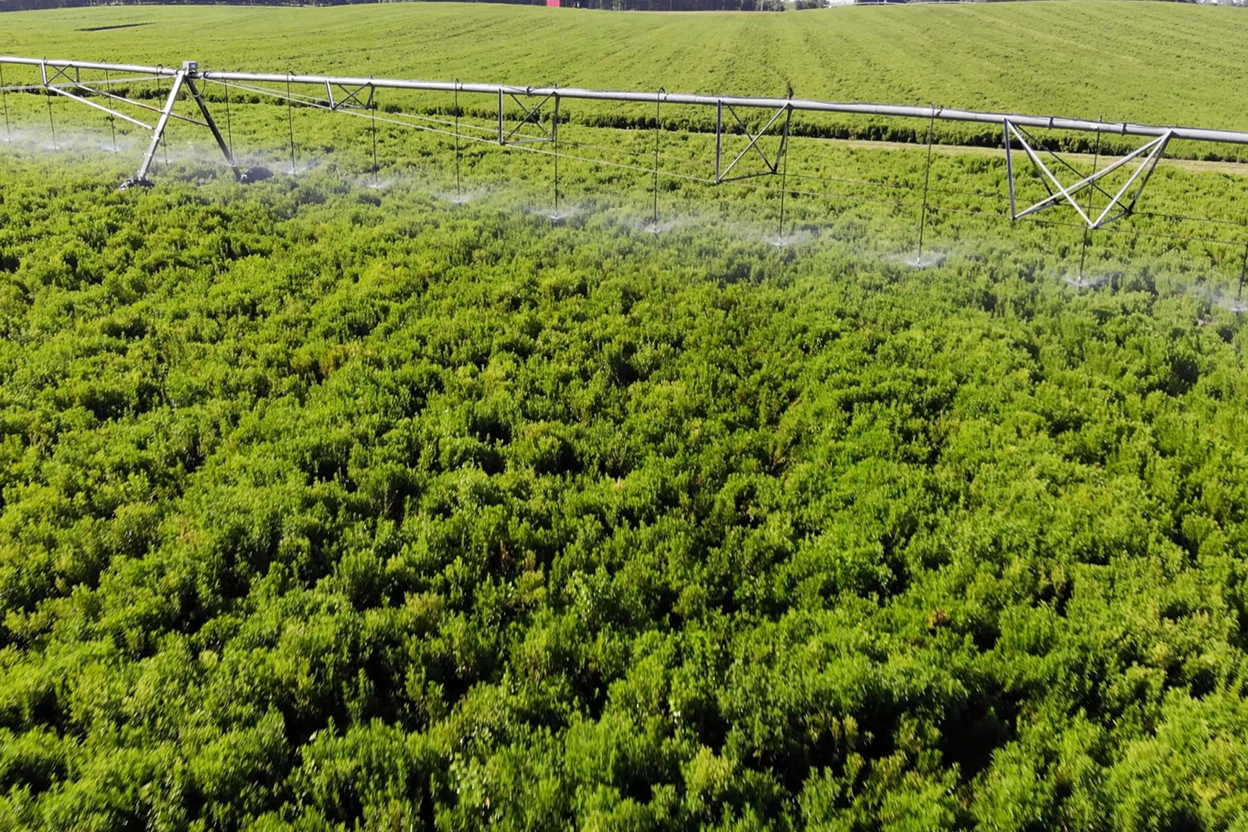 Irrigating stevia fields at Splenda Stevia Farms